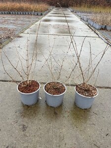 Lonicera xyl. 'Clavey's Dwarf' 30-40 cm cont. 2,0L - afbeelding 4