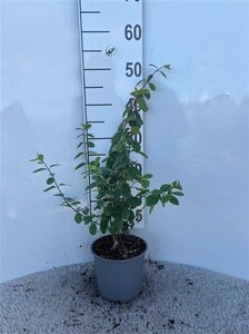 Lonicera xyl. 'Clavey's Dwarf' 30-40 cm cont. 2,0L - afbeelding 4