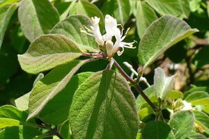 Lonicera xyl. 'Clavey's Dwarf' 30-40 cm cont. 2,0L