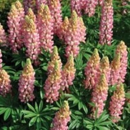Lupinus 'The Chatelaine' geen maat specificatie 0,55L/P9cm - afbeelding 1