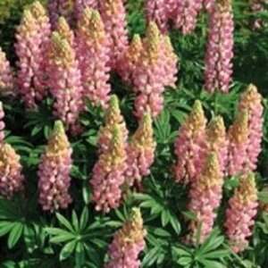 Lupinus 'The Chatelaine' geen maat specificatie 0,55L/P9cm