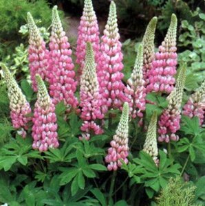 Lupinus 'The Chatelaine' geen maat specificatie 0,55L/P9cm - afbeelding 2
