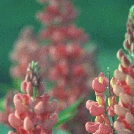 Lupinus 'The Chatelaine' geen maat specificatie 0,55L/P9cm - afbeelding 3