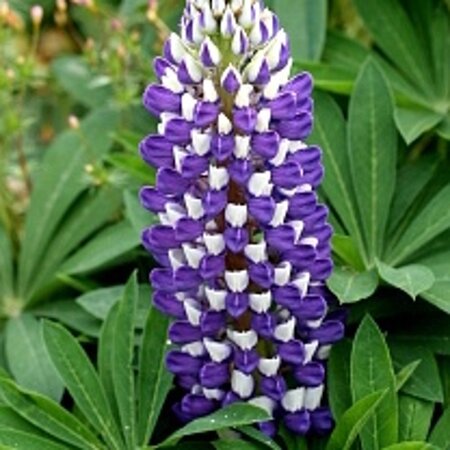 Lupinus 'Gallery Blue' geen maat specificatie 0,55L/P9cm - afbeelding 1