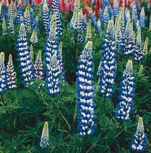 Lupinus 'Gallery Blue' geen maat specificatie 0,55L/P9cm - afbeelding 2