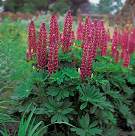 Lupinus 'Gallery Red' geen maat specificatie 0,55L/P9cm - afbeelding 2