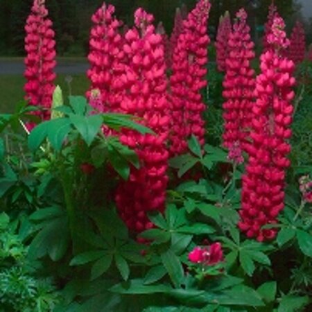 Lupinus 'Gallery Red' geen maat specificatie 0,55L/P9cm - afbeelding 3
