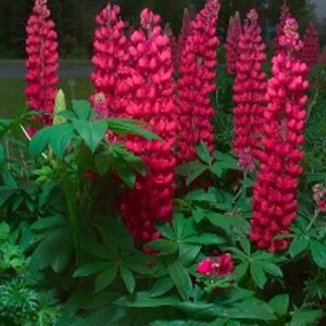 Lupinus 'Gallery Red' geen maat specificatie 0,55L/P9cm - afbeelding 3