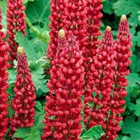Lupinus 'Gallery Red' geen maat specificatie 0,55L/P9cm - afbeelding 4