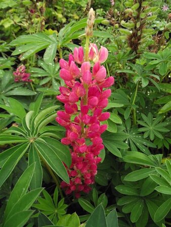 Lupinus 'Gallery Red' geen maat specificatie 0,55L/P9cm - afbeelding 5