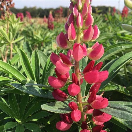 Lupinus 'Gallery Red' geen maat specificatie 0,55L/P9cm