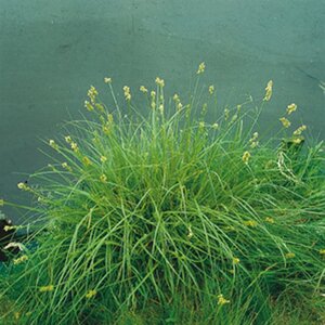 Luzula nivea geen maat specificatie 0,55L/P9cm - afbeelding 5