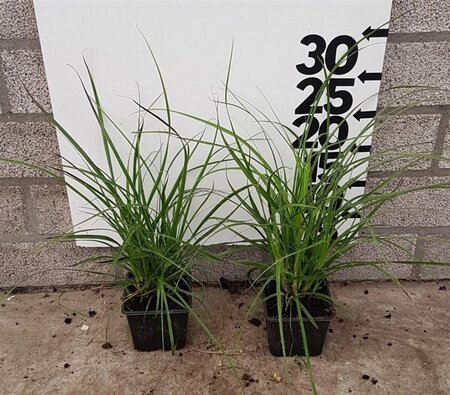 Luzula nivea geen maat specificatie 0,55L/P9cm - afbeelding 7