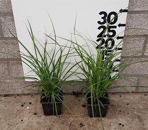 Luzula nivea geen maat specificatie 0,55L/P9cm - afbeelding 7