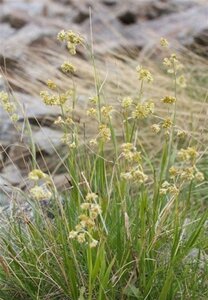 Luzula nivea geen maat specificatie 0,55L/P9cm - afbeelding 6