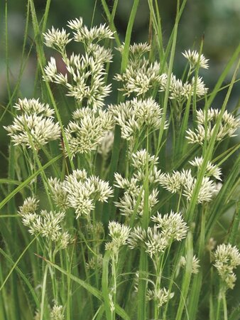 Luzula nivea geen maat specificatie 0,55L/P9cm - afbeelding 6