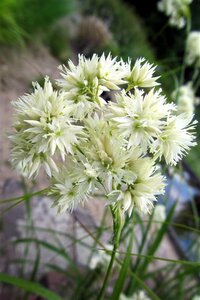 Luzula nivea geen maat specificatie 0,55L/P9cm