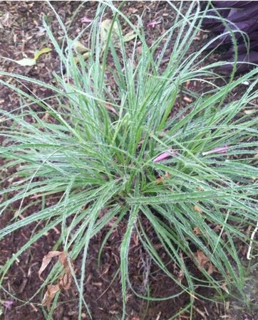 Luzula nivea geen maat specificatie 0,55L/P9cm - afbeelding 5