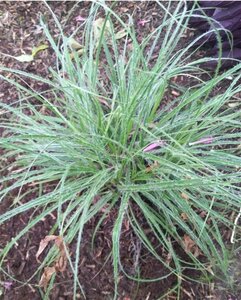 Luzula nivea geen maat specificatie 0,55L/P9cm - afbeelding 5