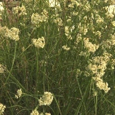 Luzula nivea geen maat specificatie 0,55L/P9cm - afbeelding 7