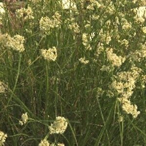 Luzula nivea geen maat specificatie 0,55L/P9cm - afbeelding 7