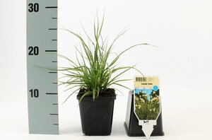 Luzula nivea geen maat specificatie 0,55L/P9cm - afbeelding 8