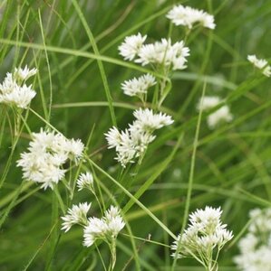 Luzula nivea geen maat specificatie 0,55L/P9cm - afbeelding 8