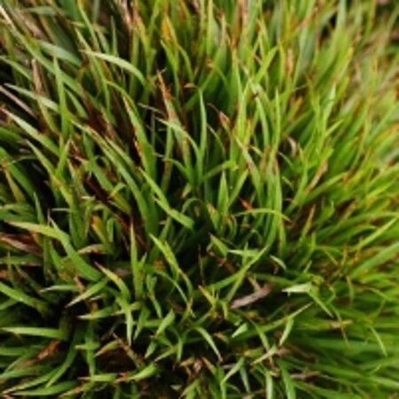 Luzula pilosa 'Igel' geen maat specificatie 0,55L/P9cm - afbeelding 2