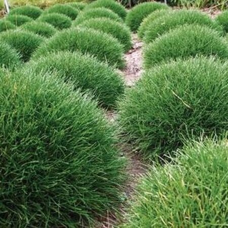 Luzula pilosa 'Igel' geen maat specificatie 0,55L/P9cm - afbeelding 3