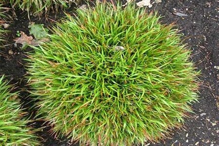 Luzula pilosa 'Igel' geen maat specificatie 0,55L/P9cm