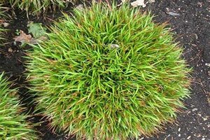 Luzula pilosa 'Igel' geen maat specificatie 0,55L/P9cm