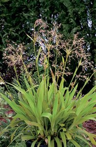 Luzula sylvatica geen maat specificatie 0,55L/P9cm - afbeelding 7