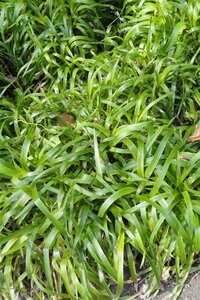 Luzula sylvatica geen maat specificatie 0,55L/P9cm