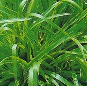 Luzula sylvatica geen maat specificatie 0,55L/P9cm - afbeelding 6