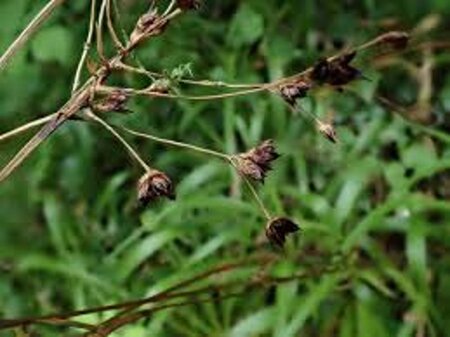 Luzula sylvatica geen maat specificatie 0,55L/P9cm - afbeelding 5