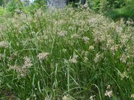 Luzula sylvatica geen maat specificatie 0,55L/P9cm - afbeelding 3