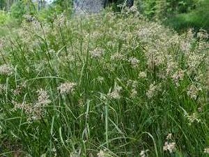 Luzula sylvatica geen maat specificatie 0,55L/P9cm - afbeelding 3