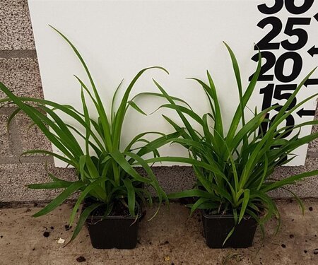 Luzula sylvatica geen maat specificatie 0,55L/P9cm - afbeelding 3