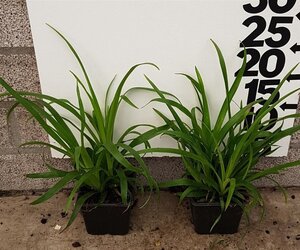 Luzula sylvatica geen maat specificatie 0,55L/P9cm - afbeelding 3