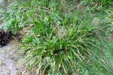 Luzula sylvatica geen maat specificatie 0,55L/P9cm - afbeelding 2