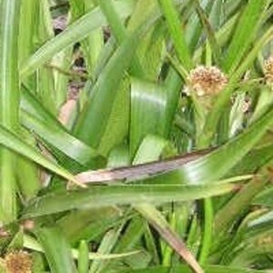 Luzula sylvatica geen maat specificatie 0,55L/P9cm - afbeelding 10