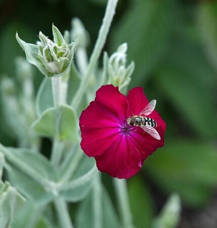 Lychnis coronaria 'Atrosanguinea' geen maat specificatie 0,55L/P9cm - image 1