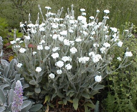 Lychnis coronaria 'Alba' geen maat specificatie 0,55L/P9cm - afbeelding 1