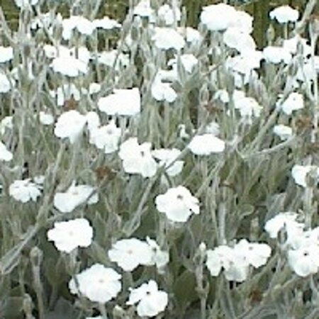 Lychnis coronaria 'Alba' geen maat specificatie 0,55L/P9cm - afbeelding 2