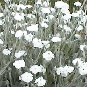 Lychnis coronaria 'Alba' geen maat specificatie 0,55L/P9cm - afbeelding 2