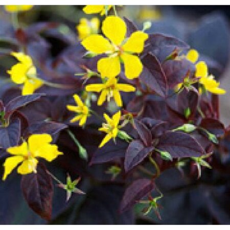 Lysimachia ciliata 'Firecracker' geen maat specificatie 0,55L/P9cm - afbeelding 3