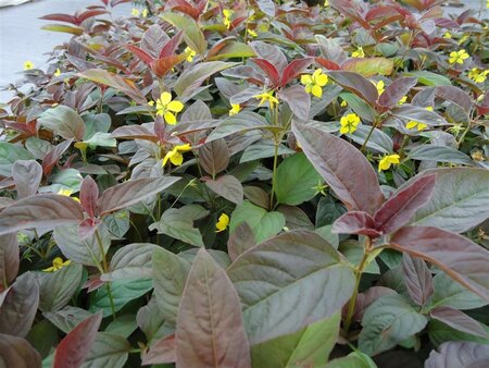 Lysimachia ciliata 'Firecracker' geen maat specificatie 0,55L/P9cm - afbeelding 4