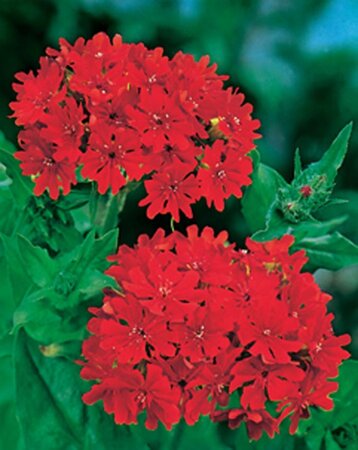 Lychnis chalcedonica geen maat specificatie 0,55L/P9cm - afbeelding 5