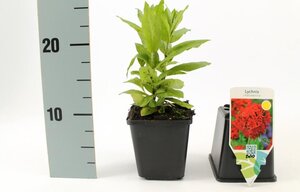 Lychnis chalcedonica geen maat specificatie 0,55L/P9cm