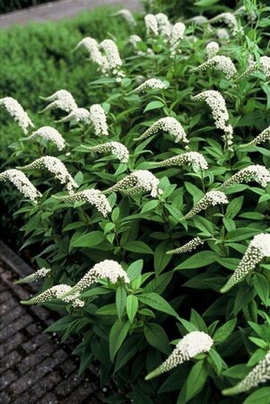 Lysimachia clethroides geen maat specificatie 0,55L/P9cm - afbeelding 4
